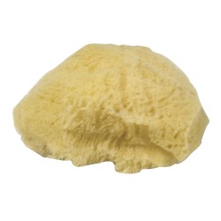 Burete natural Rayher, pori fini, 6-7,5 cm, 3 buc/set Burete natural Rayher, pori fini, 6-7,5 cm, 3 buc/set