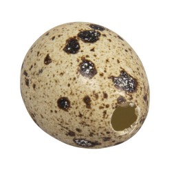 Oua decorative de prepelita, suflate 2,5x3cm,12/set, Rayher