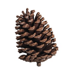 Conuri pin , cca. 7x12cm, 3buc/ set Conuri pin , cca. 7x12cm, 3buc/ set