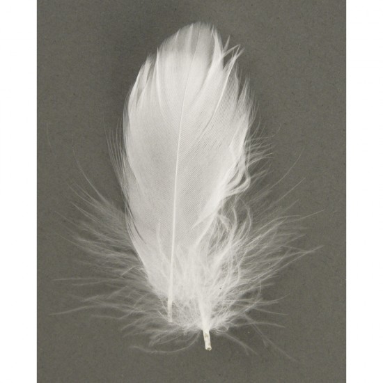 Pene decorative, Rayher, dimensiune 5-10 cm, 5g/set, culoare alb