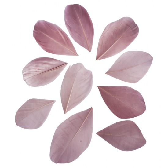Pene decorative Rayher, dimensiune 5 - 6 cm, 36/set, culoare roz antic