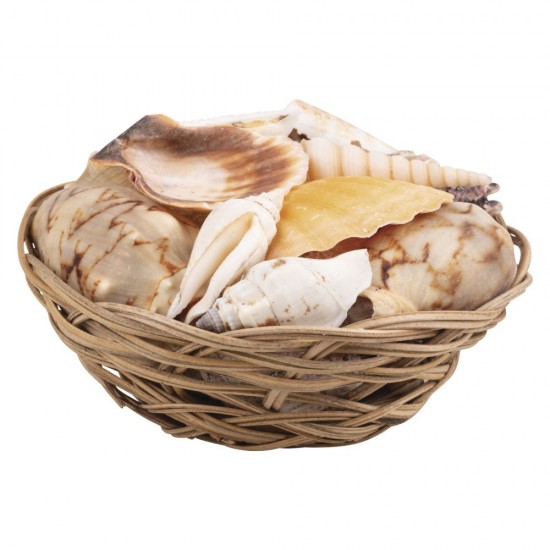 Scoici decorative , Rayher, ø 10,5 cm sortat